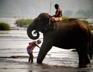 Sur la route de Munnar, du thé et des éléphants !