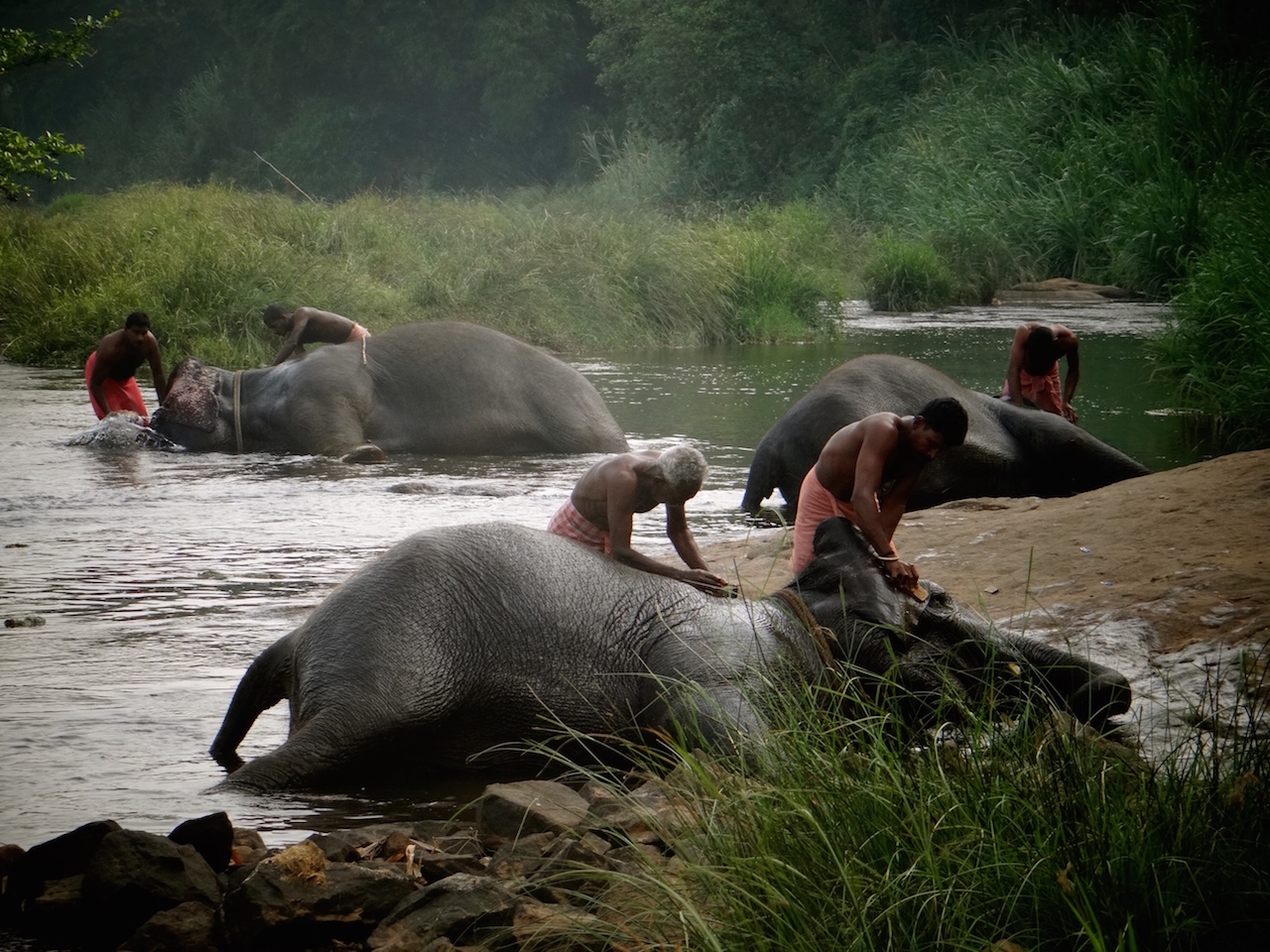Munnar Elephants